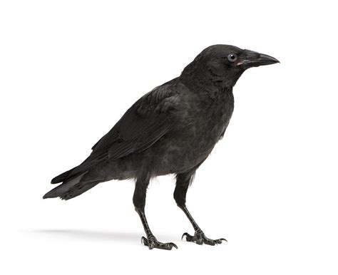 Young Carrion Crow   Corvus corone in front of a white ...