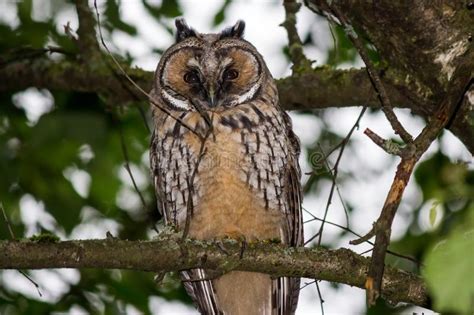 Young Long eared Owl Asio Otus In The Forest On A Tree Stock Photo ...