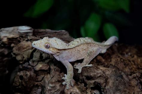 Young male crested gecko. Brindle   Reptile Forums