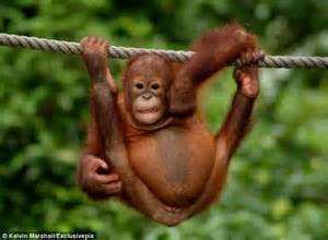 Young orangutan enjoys a good scratch while hanging out in ...