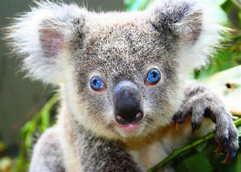 Your Guide to Australian Wildlife   Go For Fun: Travel, Sailing ...