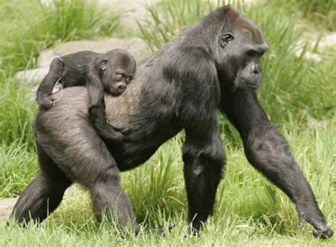 Your morning adorable: Baby gorilla Hasani and his ...