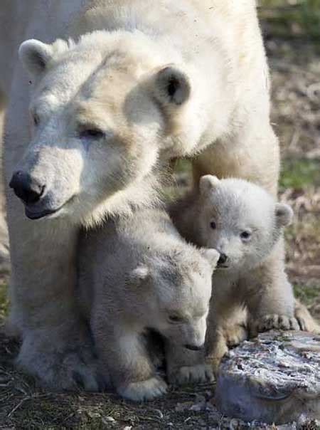 Your morning adorable: Polar bear cubs explore the ...