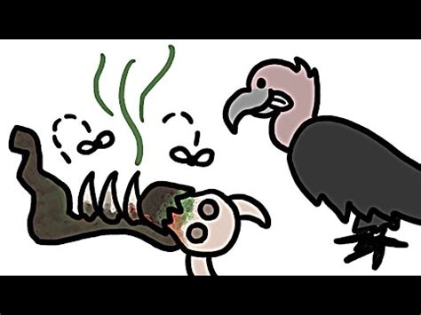 YouTube: qué explica que no se enfermen los animales carroñeros ...