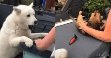 Youtube viral: Adorable perrito hizo una escena de celos ...