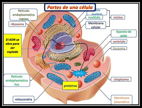 yovanni cruz sanchez: BIOLOGIA II   sintesis de la celula