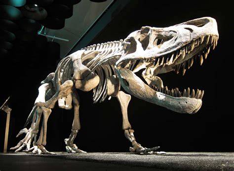 Yun Gratis Fotos : No. 9970 El fósil del dinosaurio [Japón / Tokio]