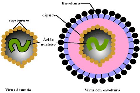 Yusmary Paola Mausa. Biología Molecular y Celular : Virus y ...