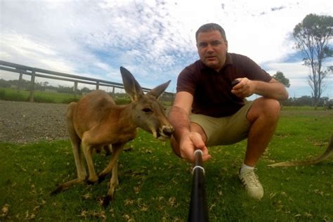 Zdjęcia: Mini Zoo, Okolice Sydney, Selfie z kangurem ...
