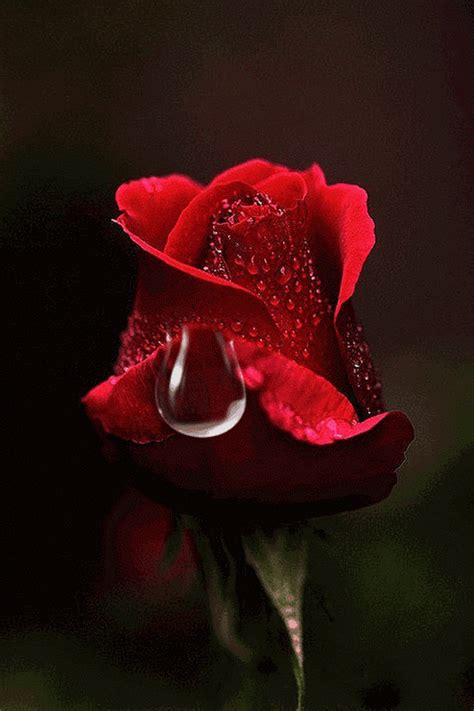 Zdjęcie animowane | Fondos de rosas rojas, Fotos de flores hermosas ...