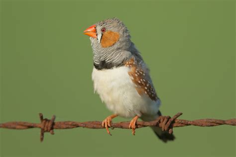 Zebra Finch | Birds Wiki | FANDOM powered by Wikia