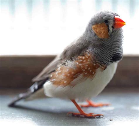 Zebra Finch Facts, As Pets, Care, Temperament, Pictures ...