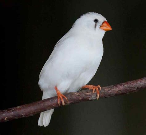 Zebra Finch Facts, As Pets, Care, Temperament, Pictures ...