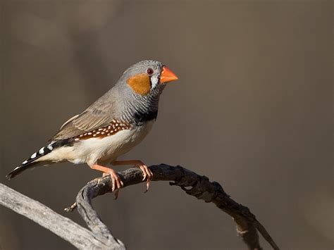 Zebra Finch Facts, As Pets, Care, Temperament, Pictures ...