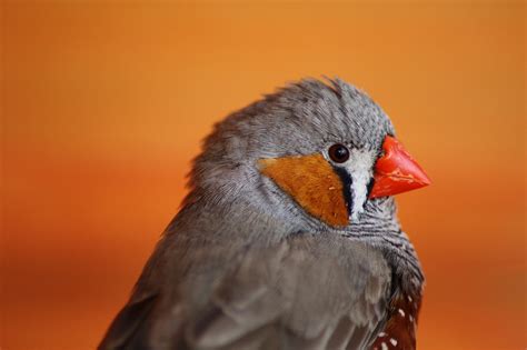 Zebra Finch Facts, Diet, Breeding, Mutations, Pet Care ...