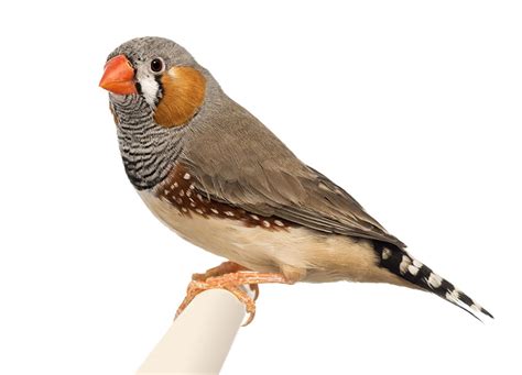 Zebra Finch | Finches and Canaries | Guide | Omlet UK