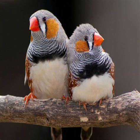 Zebra Finch for Sale Online » FREE Shipping » % Bird Bazar