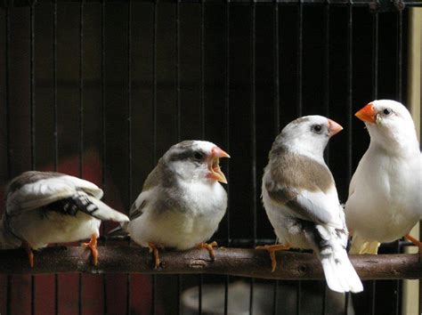 zebra finch for sale | The White Finch Aviary