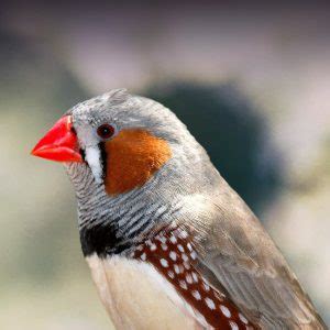 Zebra Finch Personality, Food & Care – Pet Birds by ...