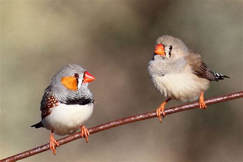 Zebra finches sing to eggs to prepare babies for global ...