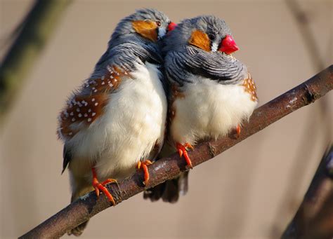 Zebra Finches use  Baby Talk  to teach ⋆ Into The Void Science
