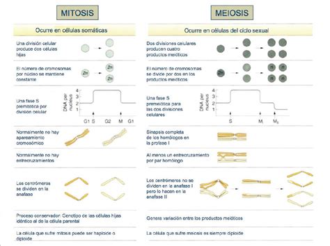 zlyakivumu: meiosis vs mitosis