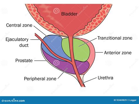 Zonas De La Glándula De Próstata Ilustración del Vector   Ilustración ...