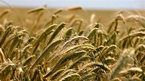 Zonas productoras de trigo, cebada y centeno en el mundo ...