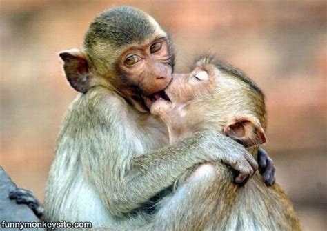 Zoo Animals: Funny Monkey Kiss Photos 2011