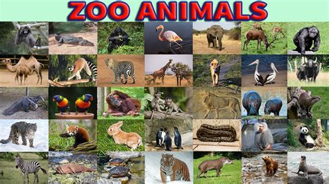 Zoo Animals Vocabulary in English with Pictures   YouTube