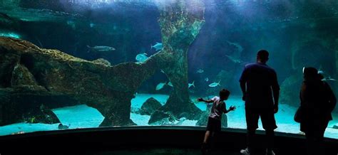 Zoo Aquarium de Madrid  1 día, 1 parque  | ¡Consigue descuento al ...