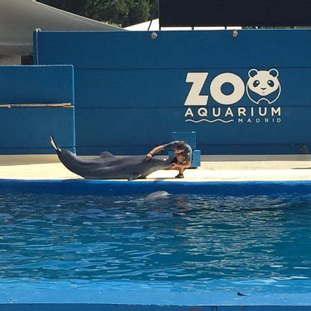 Zoo Aquarium de Madrid : 2018 Ce qu il faut savoir pour votre visite ...