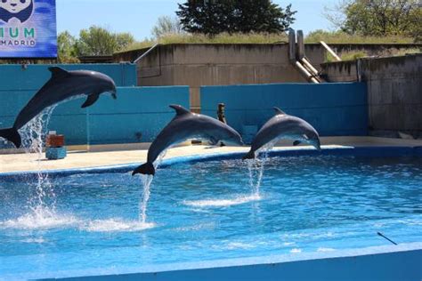 Zoo Aquarium de Madrid   Aktuelle 2019   Lohnt es sich?  Mit fotos