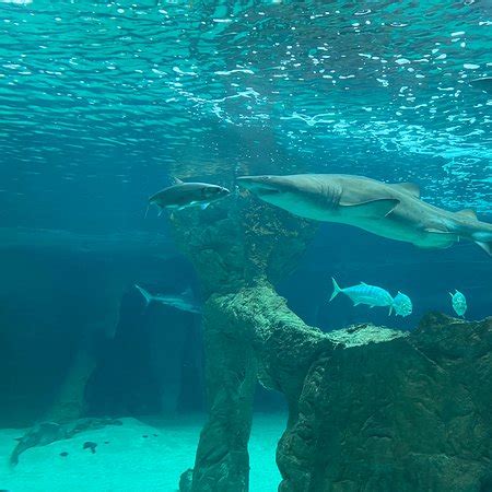 Zoo Aquarium de Madrid   Aktuelle 2020   Lohnt es sich?  Mit fotos