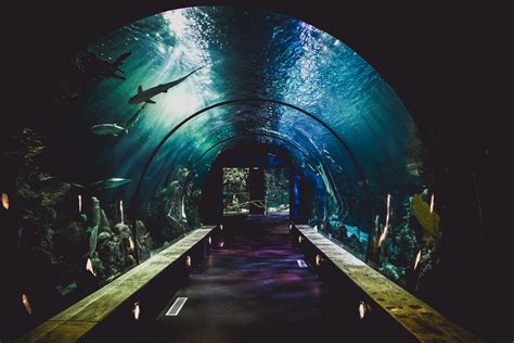 Zoo Aquarium de Madrid   Viajeros por el Mundo
