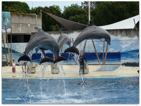 Zoo Aquarium. Exhibición de los delfines, coreografía ...