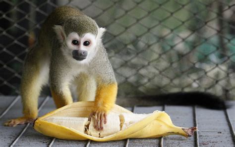 Zoo bans monkeys from eating bananas as it s  equivalent ...