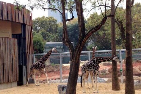 ZOO BARCELONA   Animals, Orari i Entrades Parc Zoològic ...