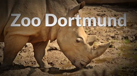 Zoo // Besuch des Zoos in Dortmund   YouTube