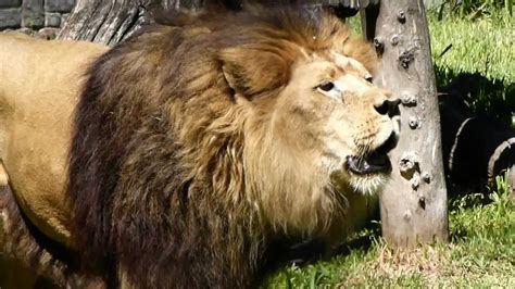 zoo buenos aires palermo leon rugiendo Cámara Nikon lion ...