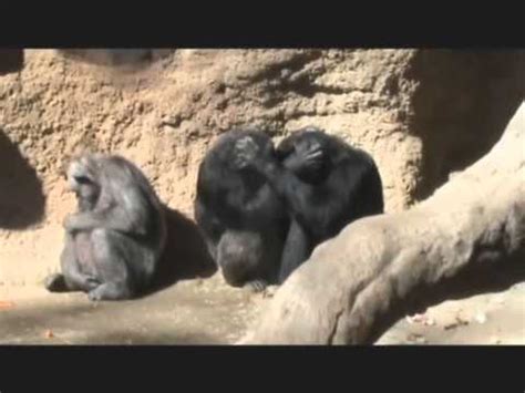 ZOO DE BARCELONA  ANIMALES    Part 1.wmv   YouTube