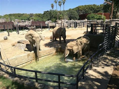 Zoo de Barcelona   Reserva las mejores entradas 2019   Qué ...