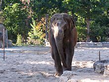 Zoo de La Palmyre — Wikipédia