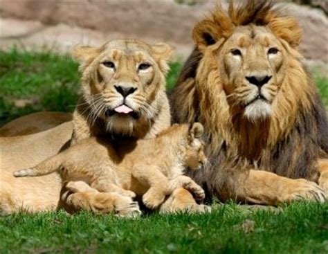 zoo de Lisboa leones