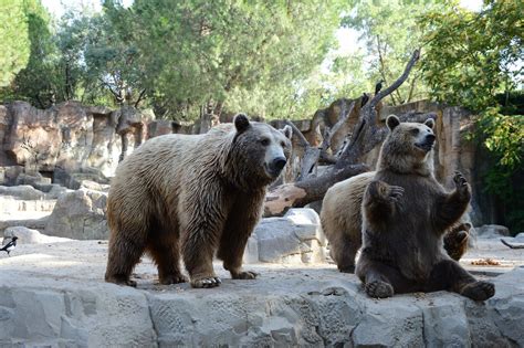 Zoo de Madrid en familia: precio, horario y cómo llegar ...