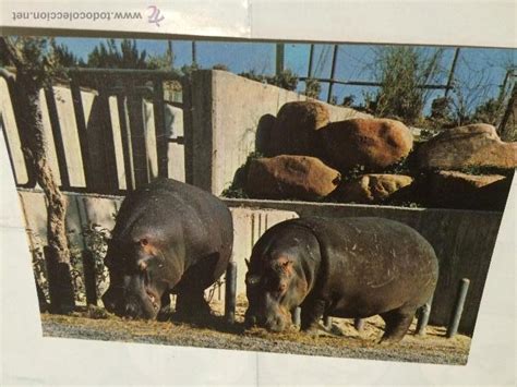 zoo de madrid: hipopótamos. años 70. postal nue   Comprar ...