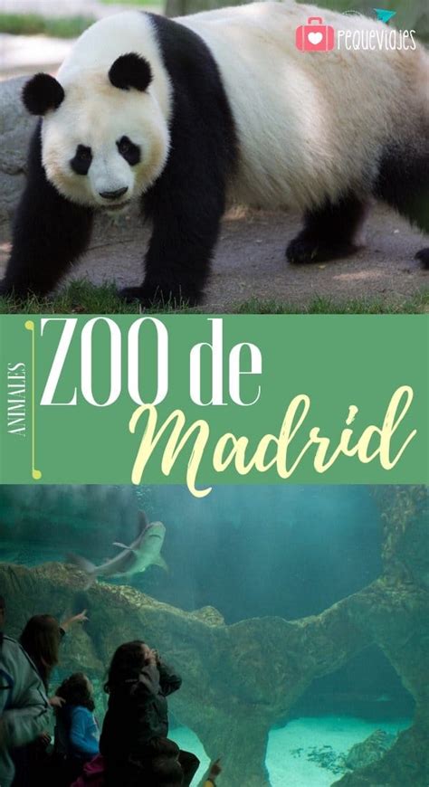 Zoo de Madrid  horarios, entradas, y cómo visitar el Zoo Aquarium de ...