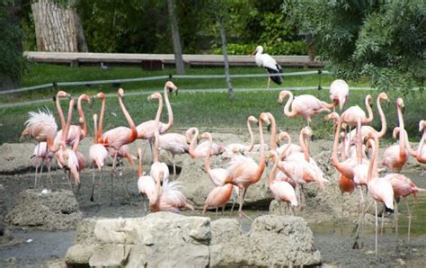 Zoo de Madrid  horarios, entradas, y cómo visitar el Zoo Aquarium de ...