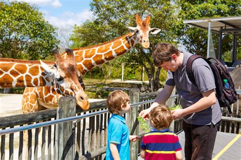 Zoo de Miami   Cómo llegar, ubicación, horarios y precios