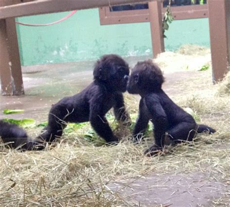 Zoo Debuts McGaha Gorilla Cam   City of Knoxville